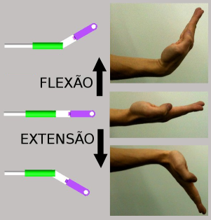 EXO_-_C.Andrey_-_Flexo_e_extenso_de_punho